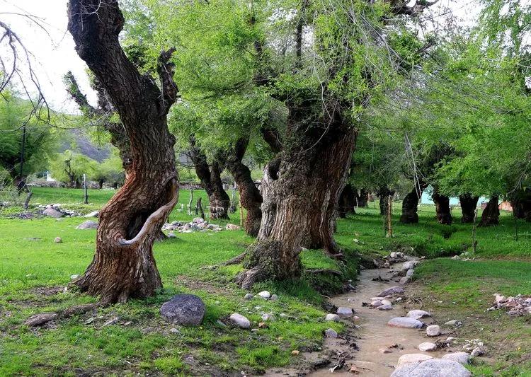 伊犁最美的50处绝色美景,伊犁最美的小众景点