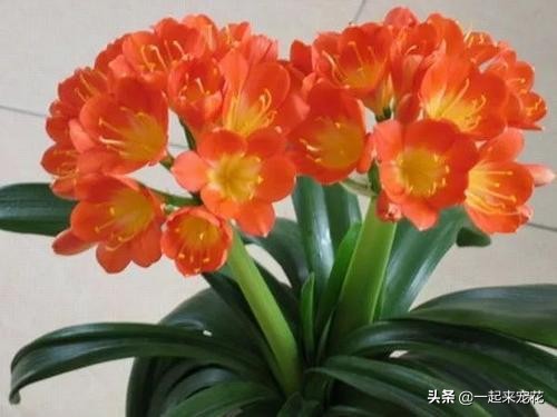 给君子兰换盆盆底加黑黄豆好不好,换盆君子兰盆底放什么好