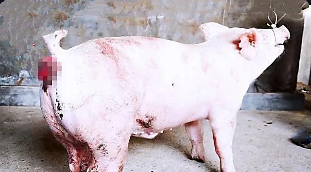 猪身上发红发紫又脱肛怎么办,猪脱肛最佳的治愈方法