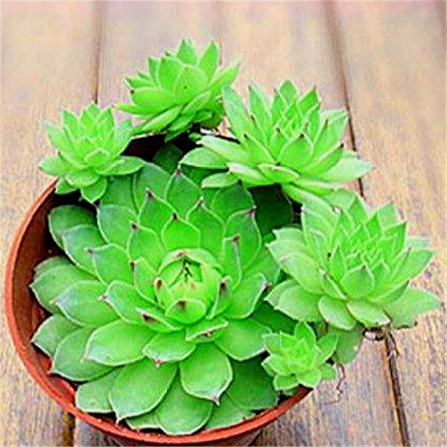 观音莲怎么服盆快生长快,观音莲怎么上色最好看