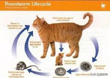 怀疑猫咪身上有虫怎么检查,怀疑猫咪中毒应做什么检查