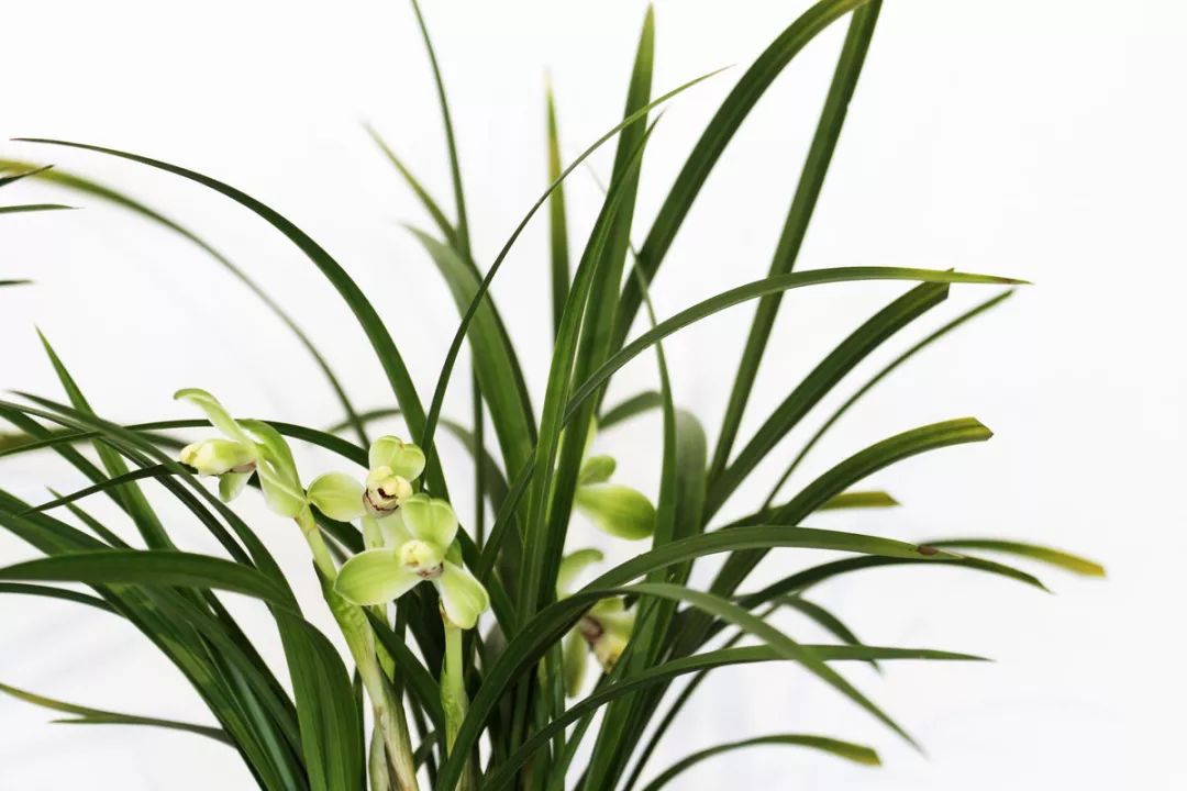 兰花猎人选兰从细节入手,一高兴说出了春兰看芽赌草的奥妙之处