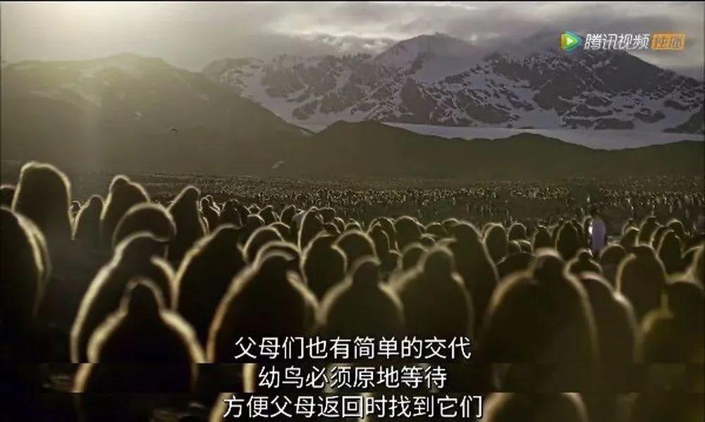 炸裂9.9，BBC再出神片，美得让人脸红