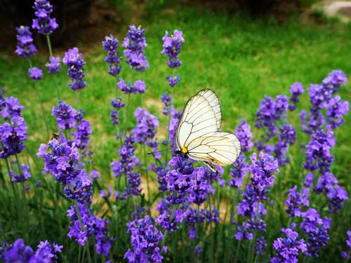 衣草的养护方法和注意事项图片,薰衣草种子发芽后怎么养护土壤