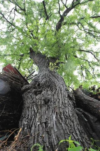 富贵吉祥的植物有哪些,最适合庭院种植的10种吉祥植物