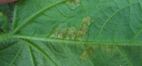 黄瓜霜霉病需要高温闷棚多少度,黄瓜霜霉病能高温闷棚吗