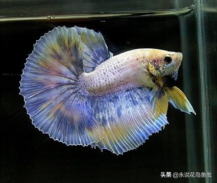 斗鱼哪个品种好养活,斗鱼品种哪个好养