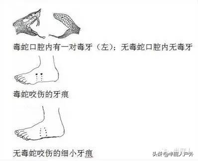 野外生存的知识有哪些,农村常见的蛇类你都认识吗