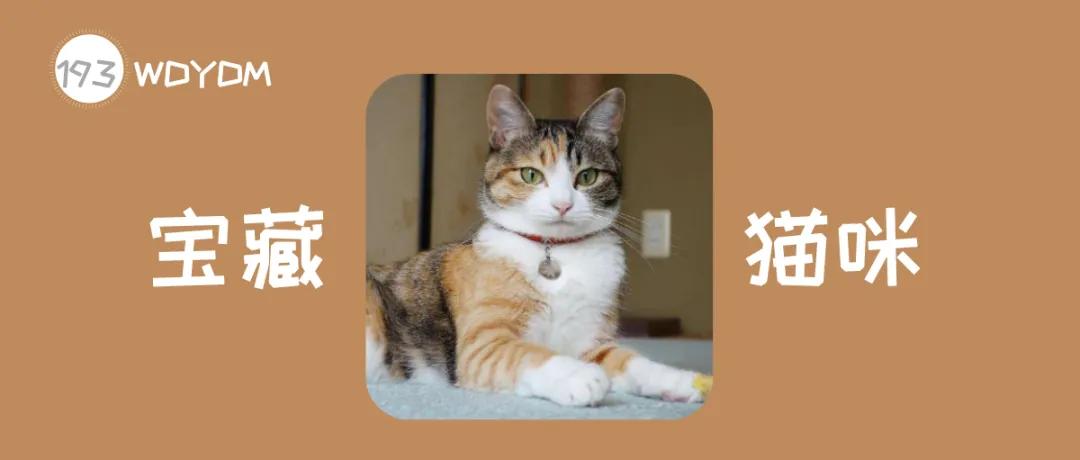 三花的田园猫,不常见的田园猫