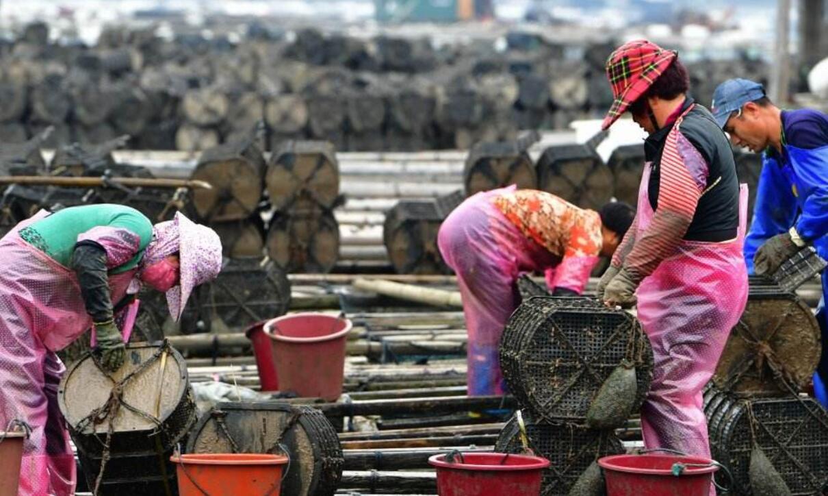 海参价格高低都是一样营养吗,海参价格高和低的营养一样吗