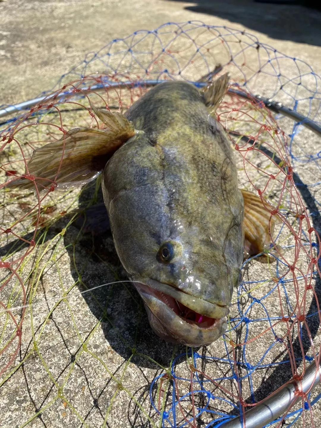 笋壳鱼五一行情,最新笋壳鱼行情