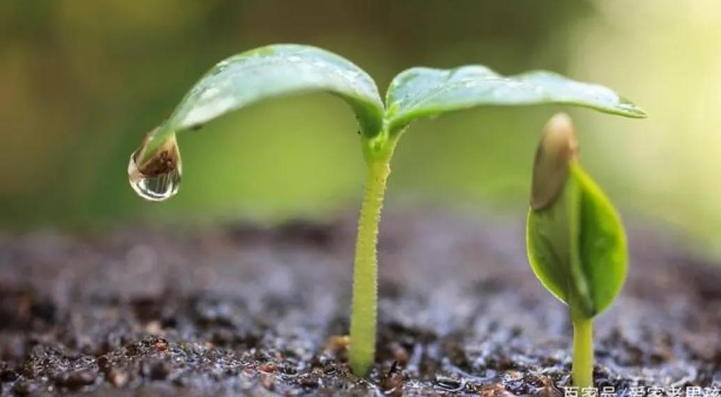 2022中考作文重庆,2020广州深圳中考作文