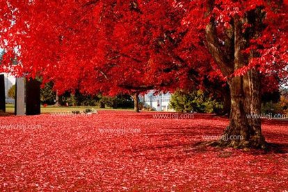 预防煤气中毒事故温馨提醒,煤气中毒应急知识ppt