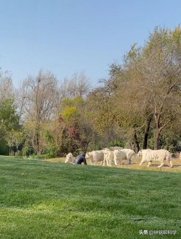 动物园人挑衅狮子,动物园游客挑衅猴子猴子拿石头