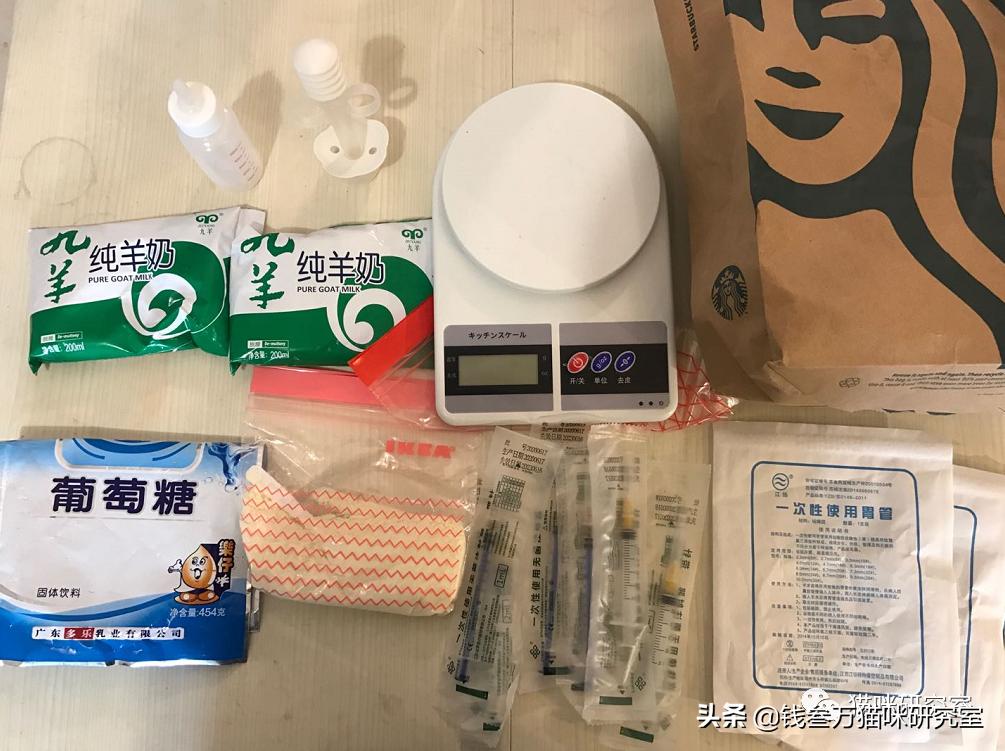 刚生的小猫母猫不在如何照顾,早产没长毛的小猫怎么救活