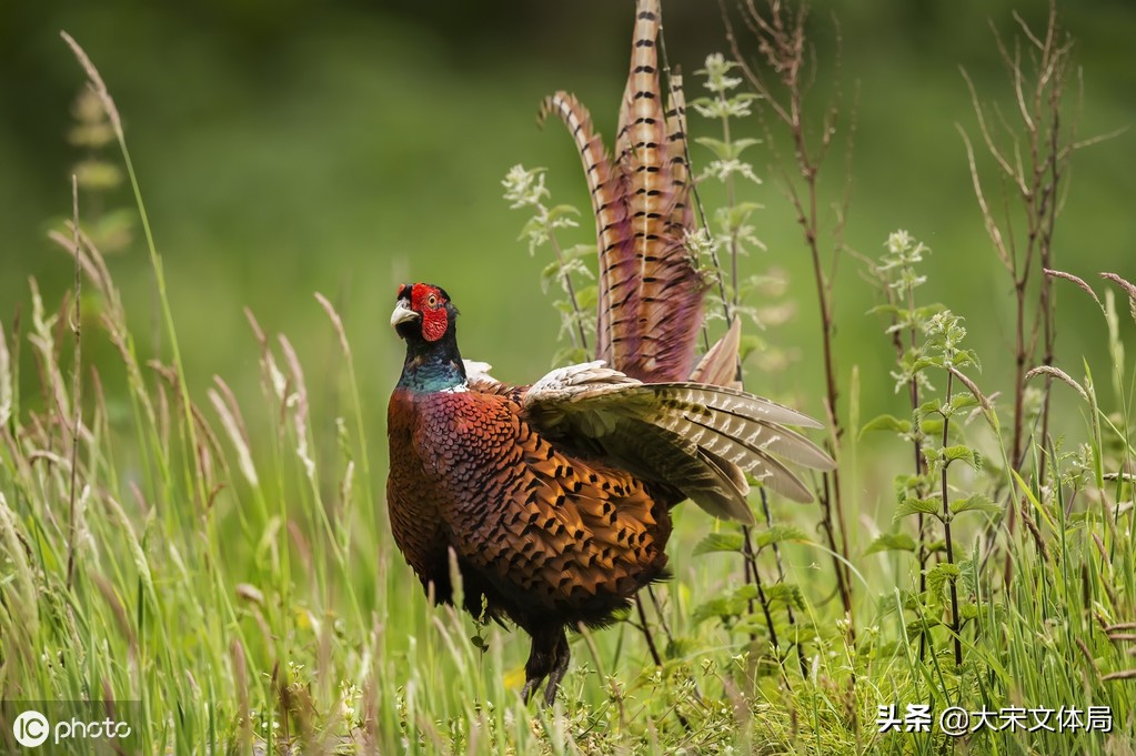 被神化的野鸡:看商代大臣如何借题发挥进行改革