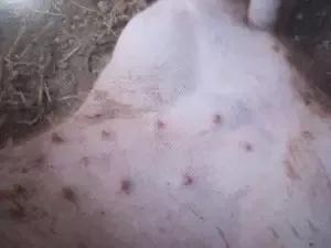 猪瘟和弓形体病的区别在哪里,各种猪病解剖诊断图非瘟