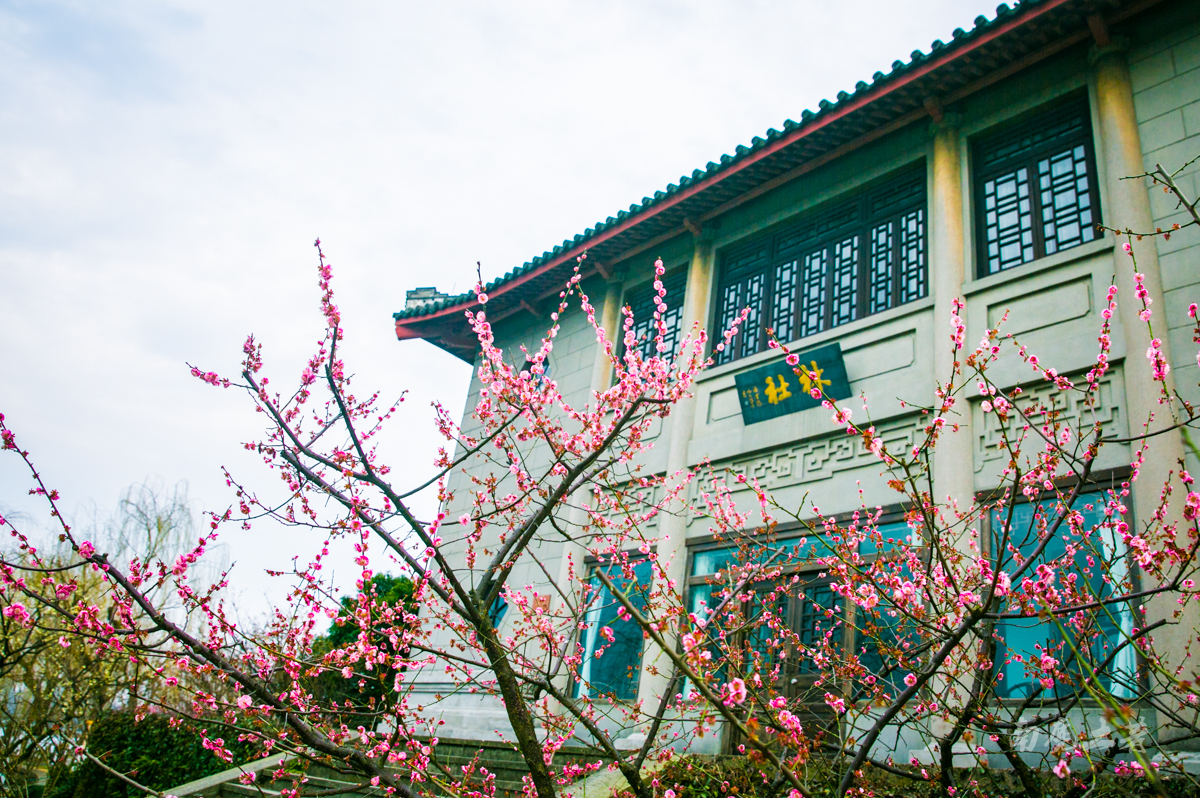 杭州西湖孤山梅花,杭州西湖赏梅花