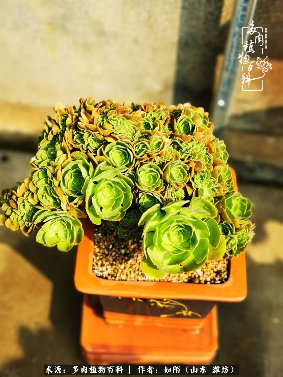 凤凰涅槃,浴火重生!多肉法师圣斗士们的秋天!(附养护经验)