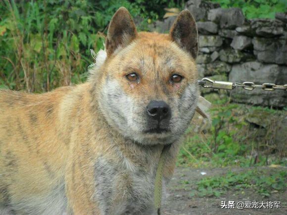 捕猎动力高的犬怎么训练,真材实料的技能