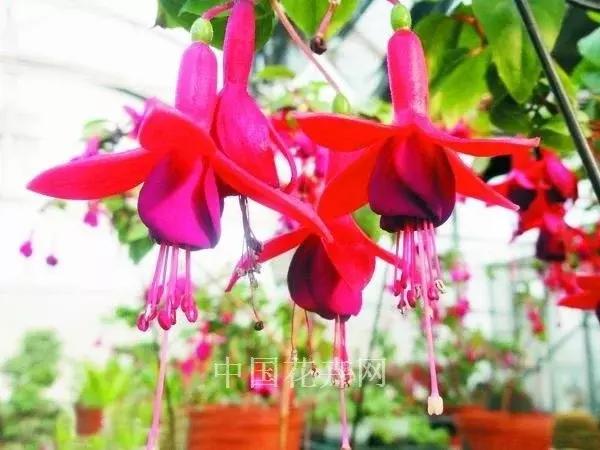 惊艳倒挂金钟,惊艳倒挂金钟图片