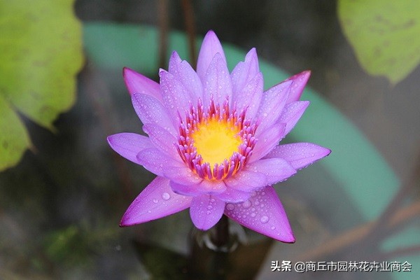 可爱又漂亮的睡莲,惊艳的睡莲