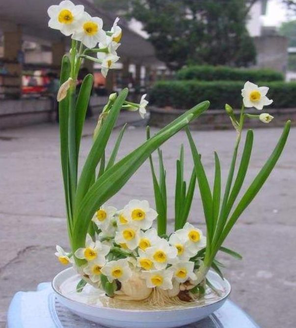 养水仙花的秘诀有哪些,水仙花室内栽培养护管理技术要领
