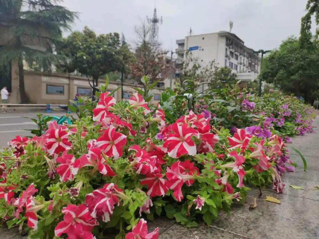 波斯菊孔雀草花海,波斯菊向日葵