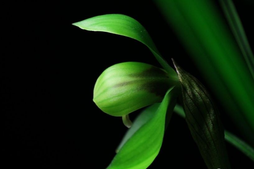 每日一品～中国兰花～春兰茗品～美芬荷