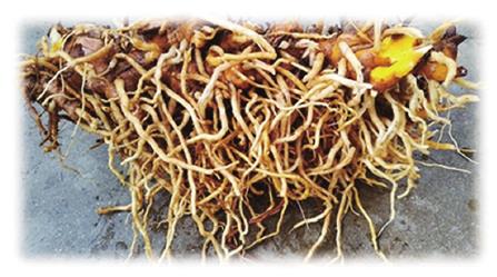 紫色的姜是什么品种,紫色姜植物