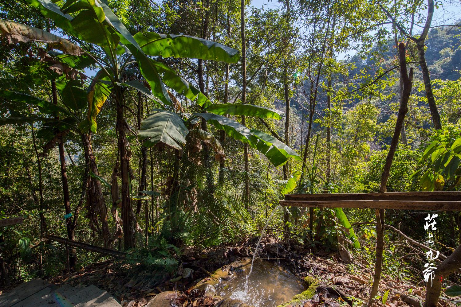 高黎贡山秘境森林,高黎贡山樱花谷温泉