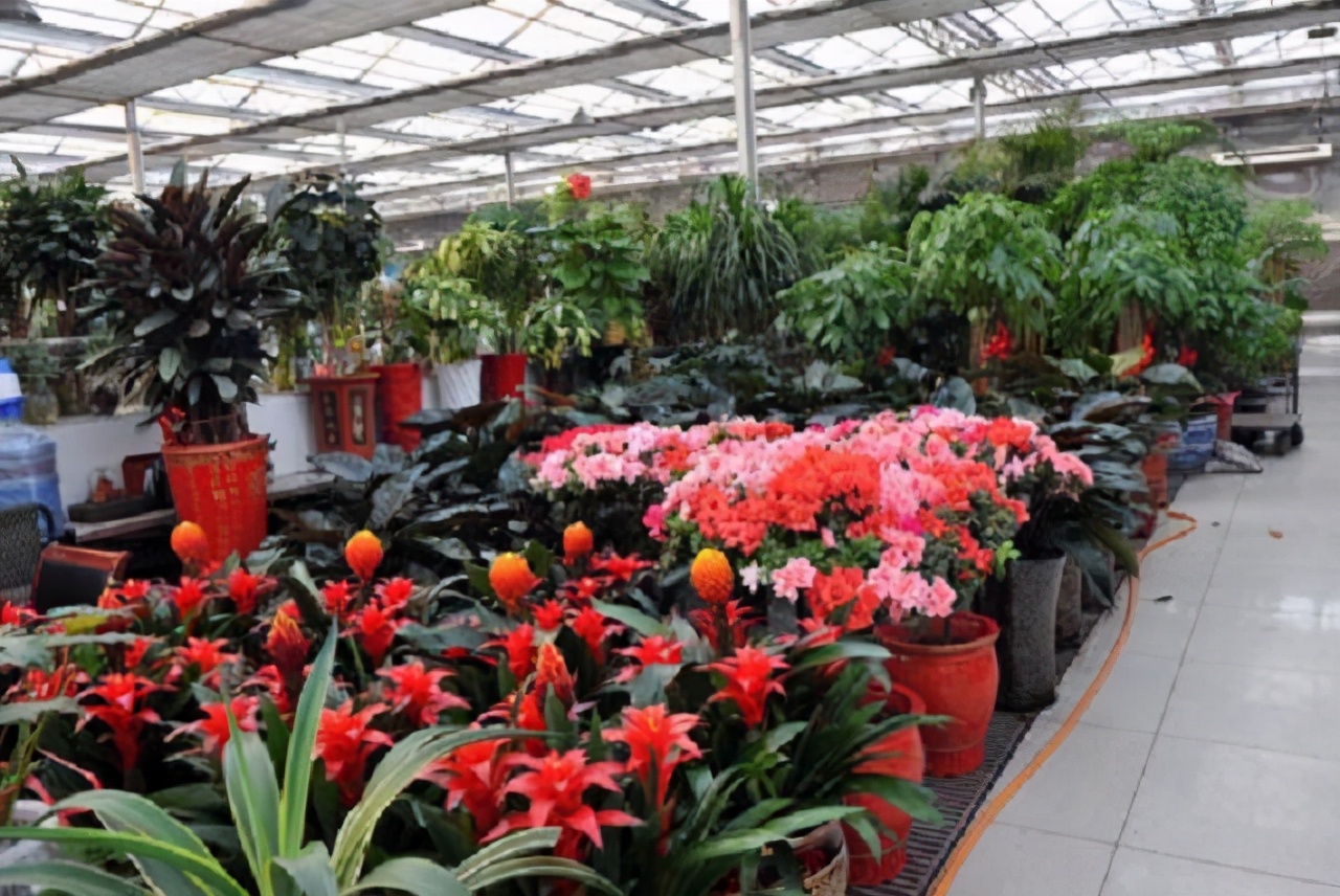 花店买花怎么选划算,花店买花一般怎么买