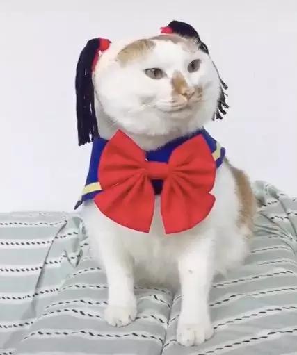 可可爱爱的猫狗,可可爱爱的流浪猫咪