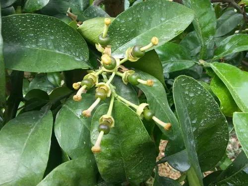 见花补硼，见叶补锌，见果补钙，黄叶花叶要补镁，这肥一次全搞定