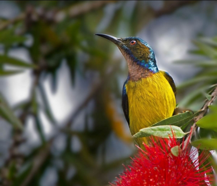 太阳鸟品质,太阳神鸟绝美