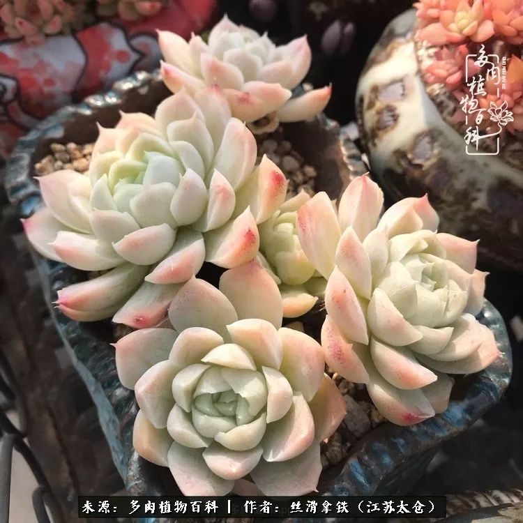 秋叶将落,秋叶即将落下你依然美丽