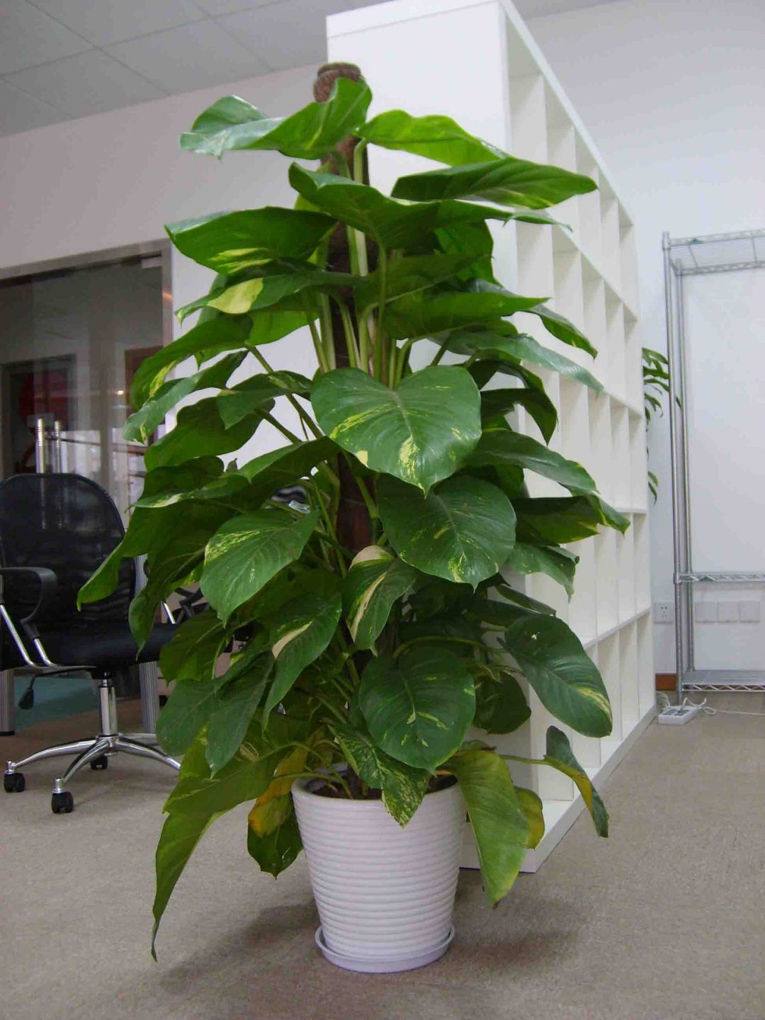 绿萝咋养长得旺而不出条,绿萝怎么养才能更旺盛不会长芽