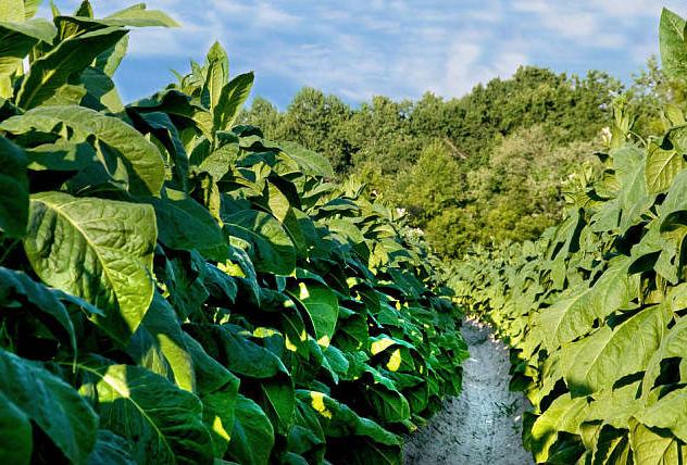 烟草应届生福利待遇,国企烟草待遇揭秘