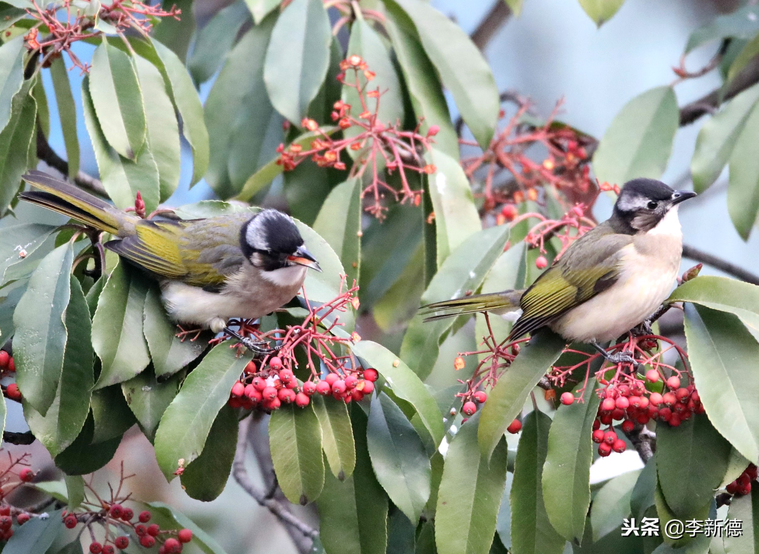 安徽合肥：大雪过后阳光灿烂，铜嘴鸟在树上觅食