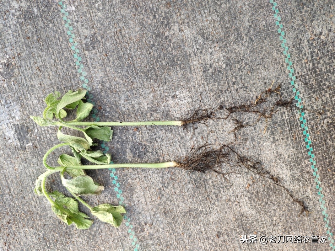 西瓜的脐腐病用什么药治疗,西瓜根腐病发作