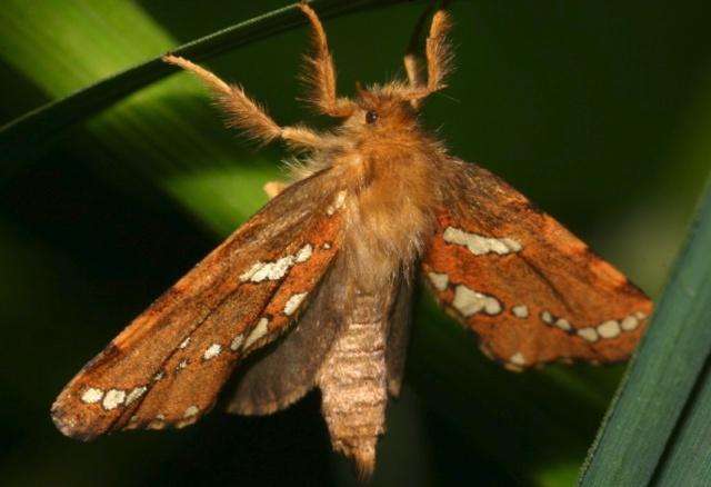 昆虫的情感世界并不逊色于人类,它们也有形形色色的求爱招数