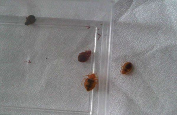 家里出现臭虫怎么办,家里出现屁甲虫怎么办