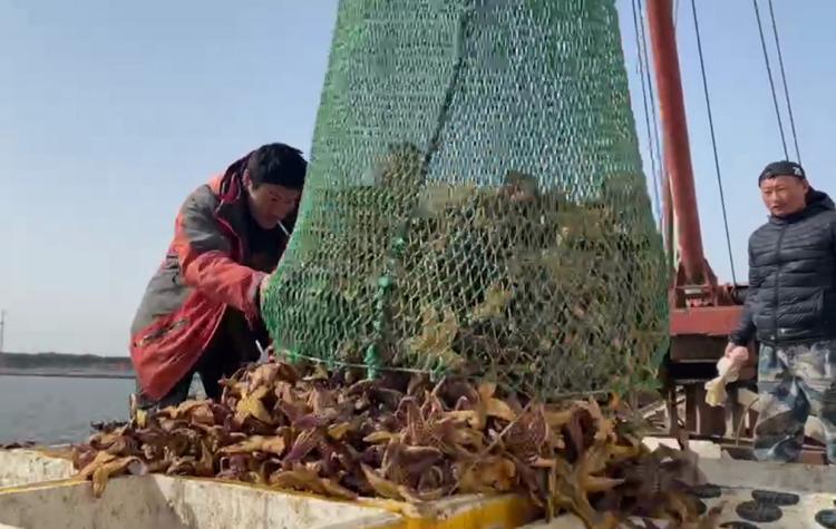 一口吞万斤，海星“天敌”来了！外地收购商跨省来青追“星”，海星捕捞量明显减少