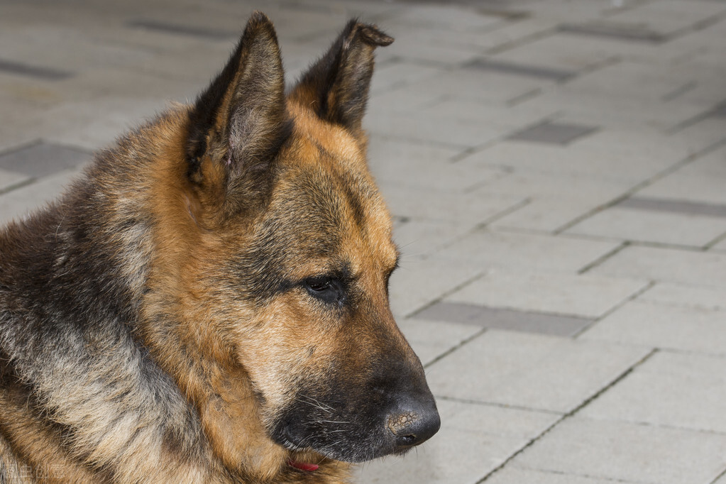 老虎偷小兔的故事,大灰狼偷小猫故事