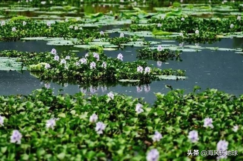 水葫芦在我国泛滥成灾说明了什么,南美洲水葫芦为什么没有泛滥成灾