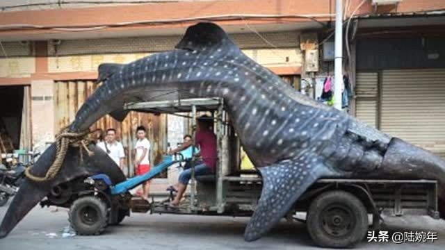 美国商人和渔夫,墨西哥渔民生活视频