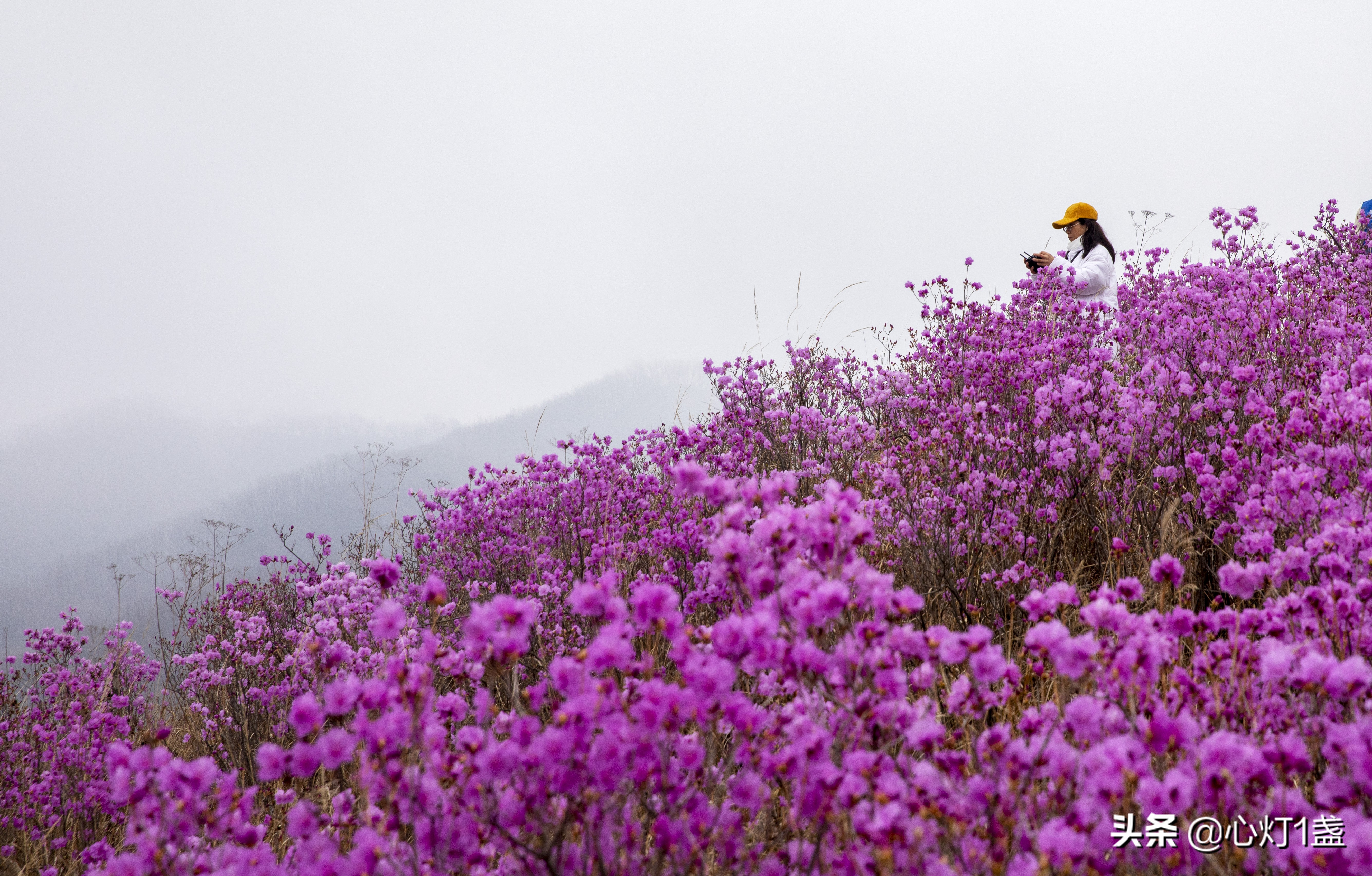 岫岩映山红什么季节开,岫岩映山红花期开多久