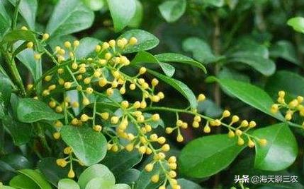 米兰如何种植视频讲解教程,南方四月米兰怎么种植