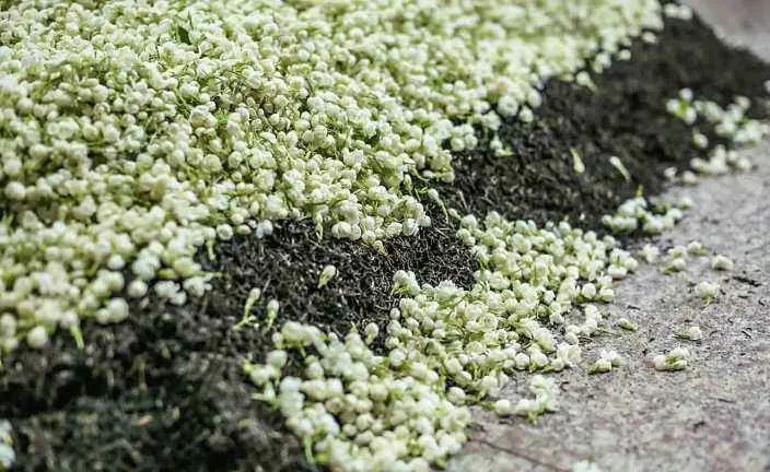 最香的茶茉莉花茶,适合秋冬喝的茉莉花茶