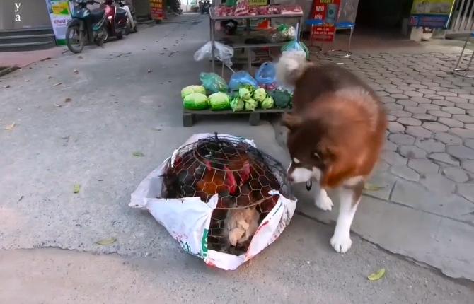 网友带哈士奇回农村老家,网友带萨摩耶到农村